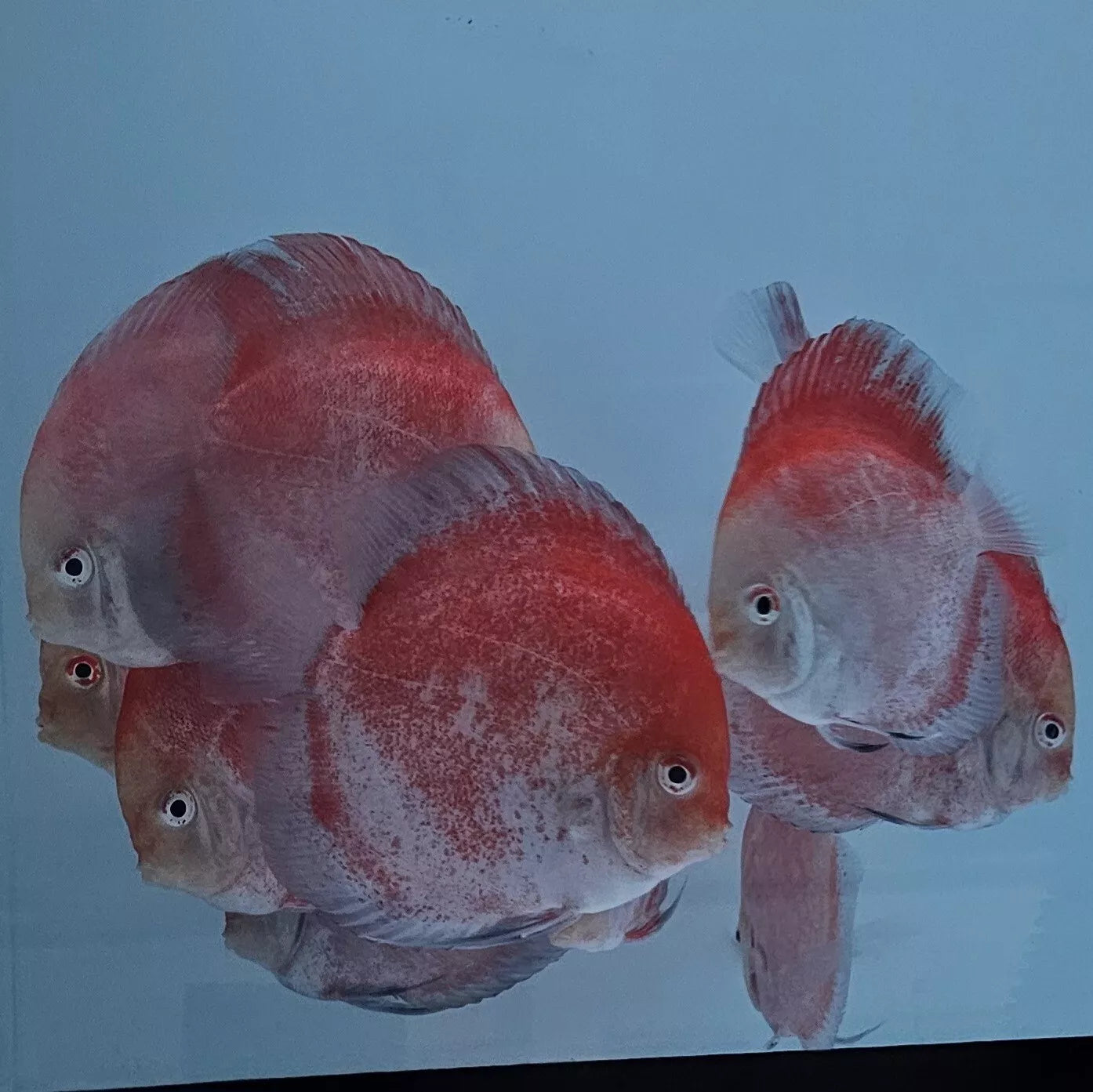 Red Calico Discus 5”