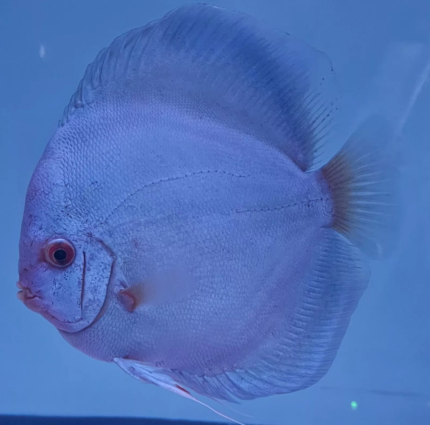 Blue Diamond Discus 4-4.5”