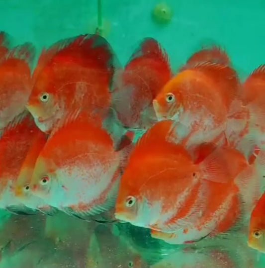 Discus Fish – Aquagems Discus